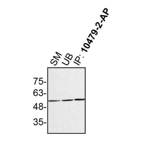IP Image