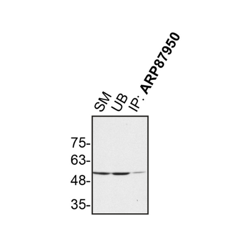 IP Image