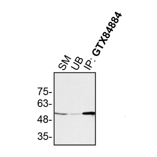 IP Image