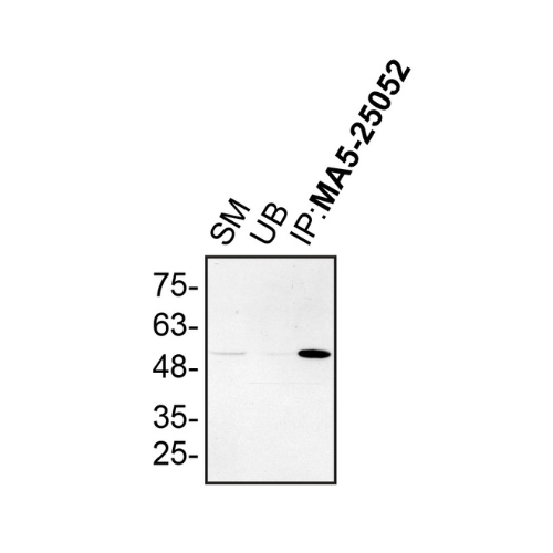 IP Image