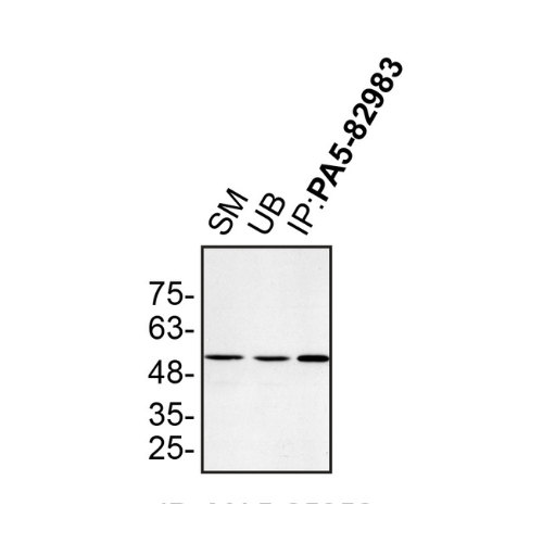 IP Image