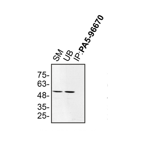 IP Image