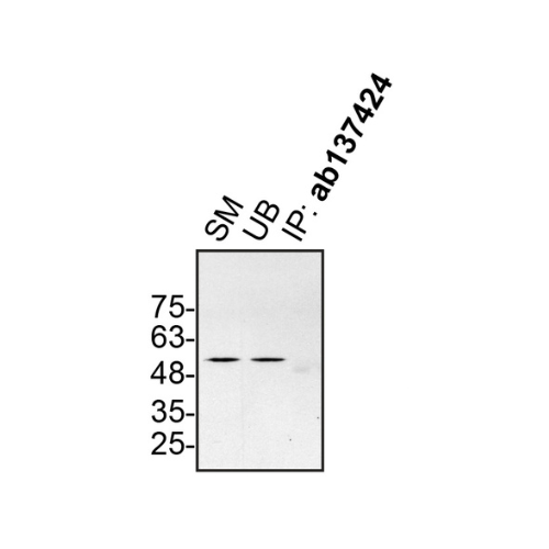 IP Image