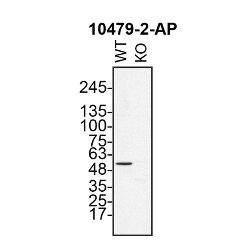 WB Image