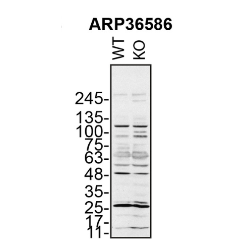 WB Image