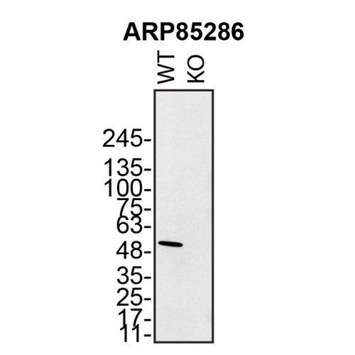 WB Image