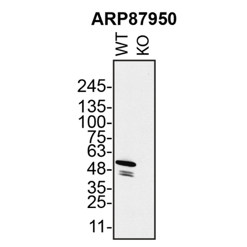 WB Image