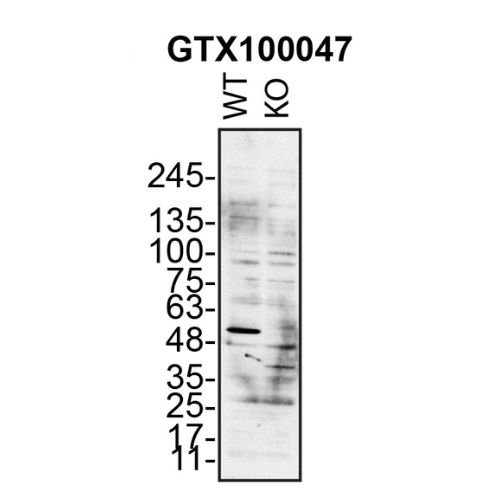 WB Image