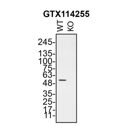 WB Image