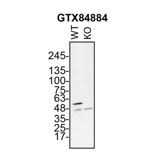 WB Image