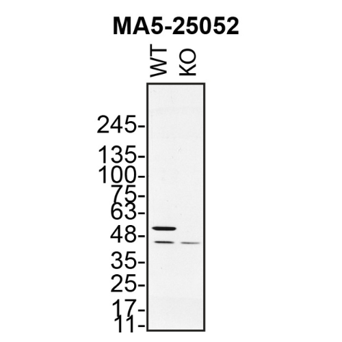 WB Image