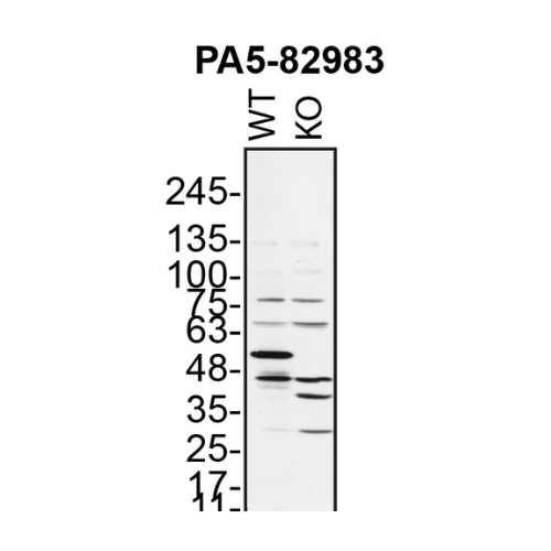 WB Image