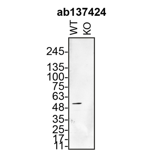 WB Image