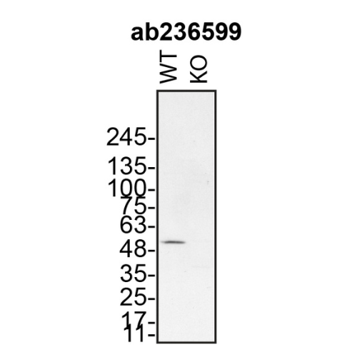 WB Image