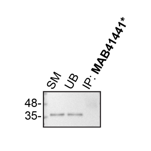 IP Image
