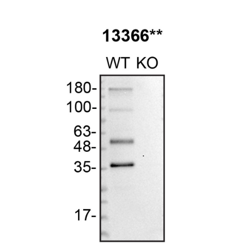 WB Image
