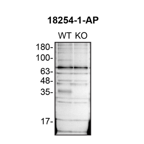 WB Image