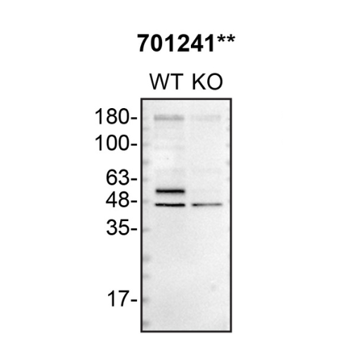 WB Image