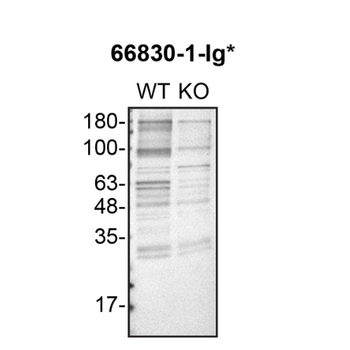 WB Image
