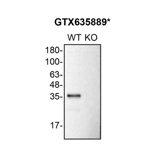 WB Image