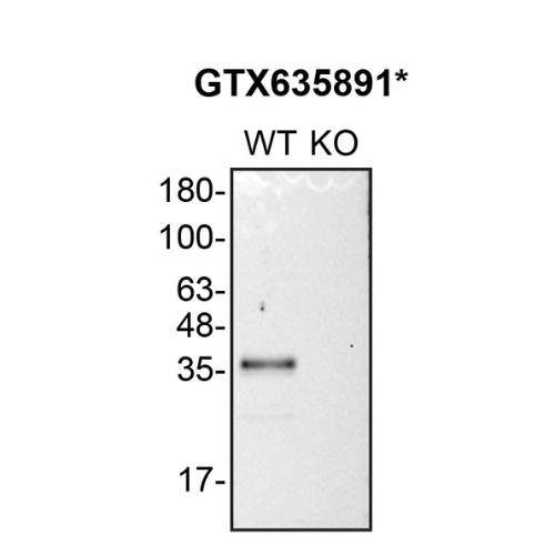 WB Image