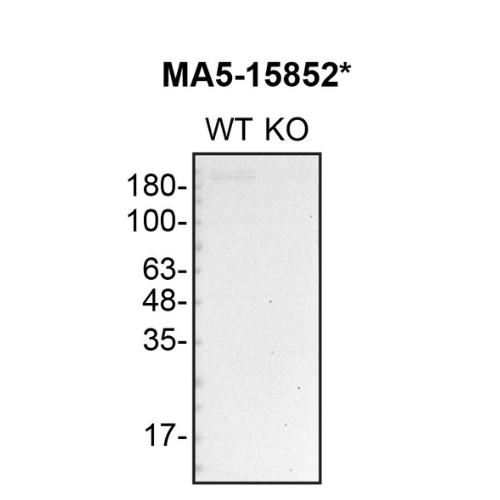 WB Image