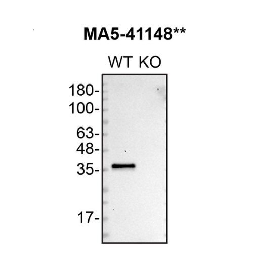 WB Image