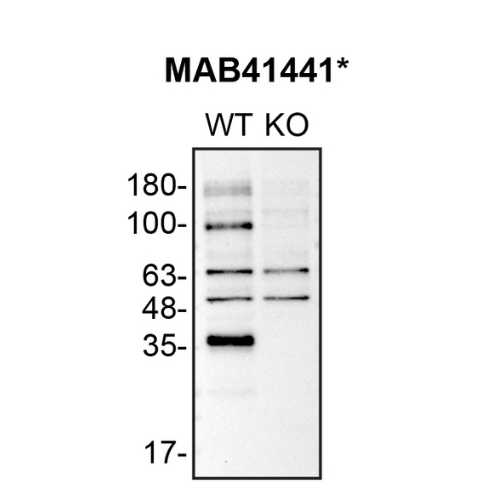 WB Image