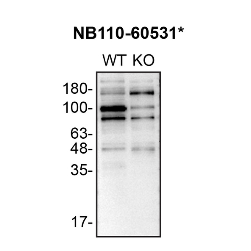 WB Image