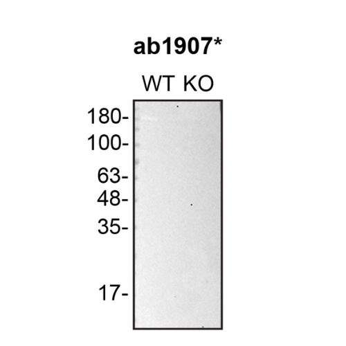 WB Image