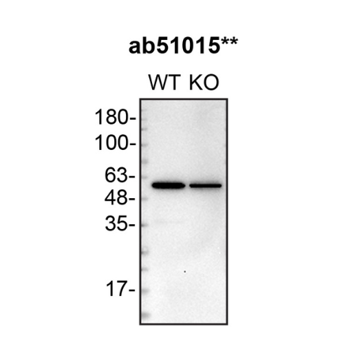 WB Image