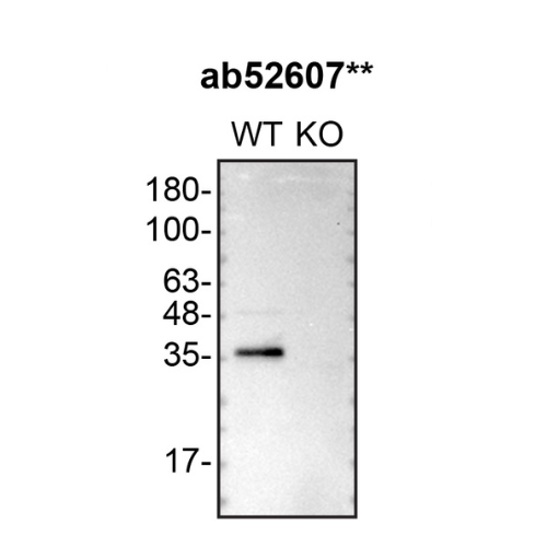WB Image