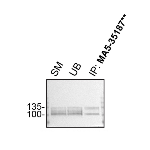 IP Image