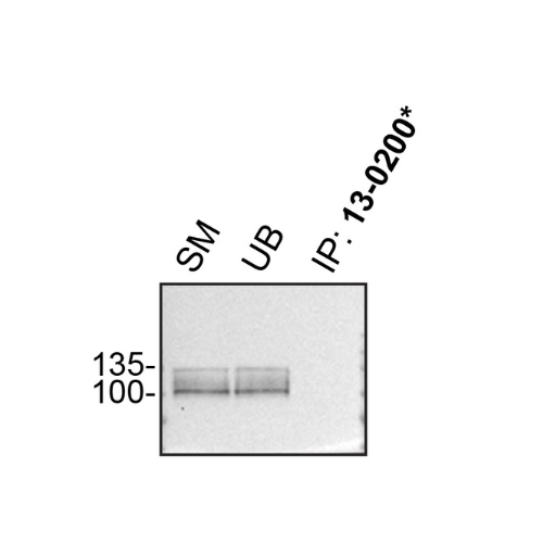 IP Image