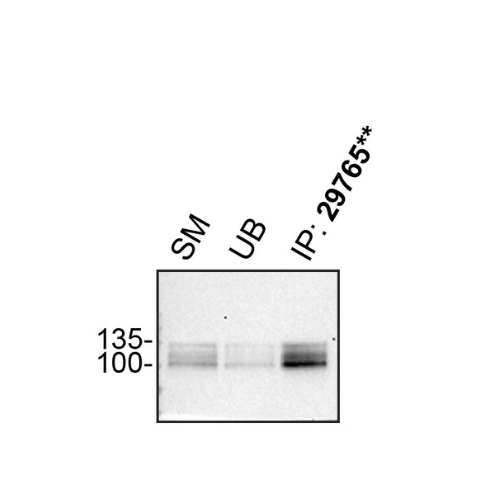 IP Image