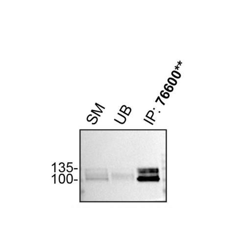 IP Image