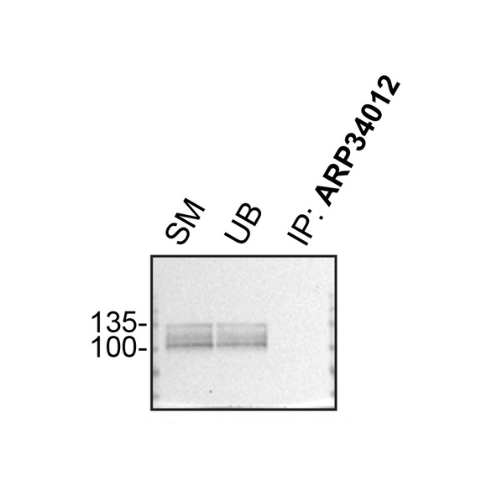 IP Image