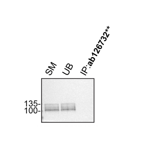 IP Image