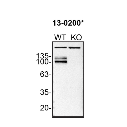 WB Image