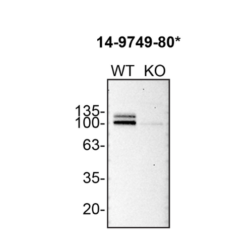 WB Image