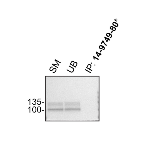 IP Image