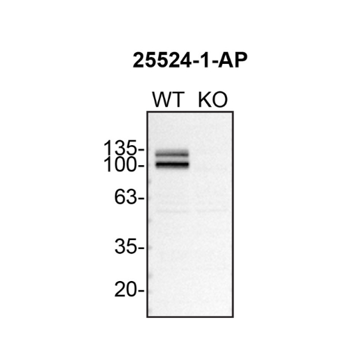 WB Image