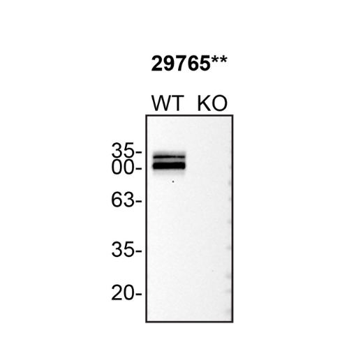 WB Image
