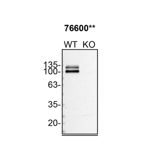 WB Image