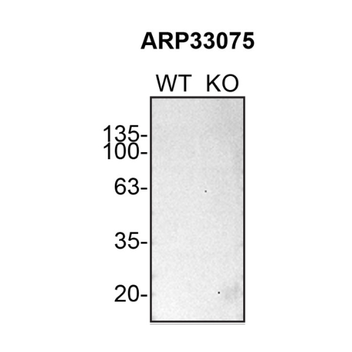 WB Image