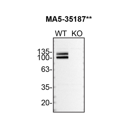 WB Image