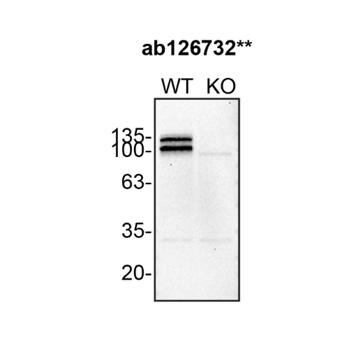 WB Image