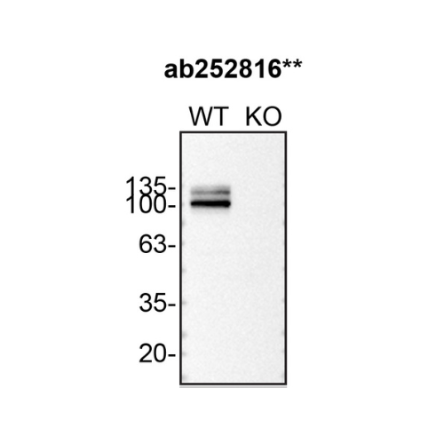 WB Image