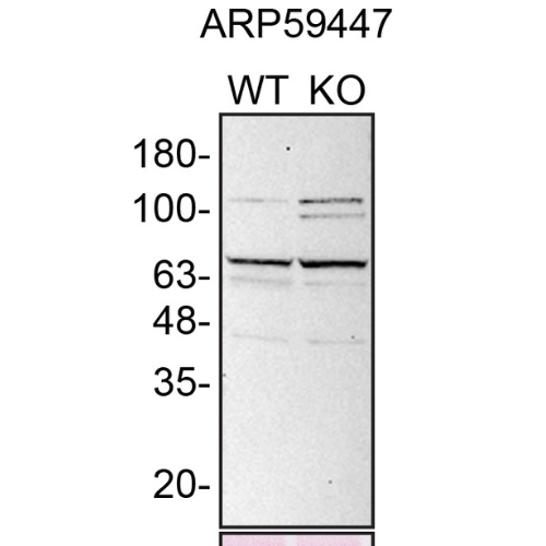 WB Image