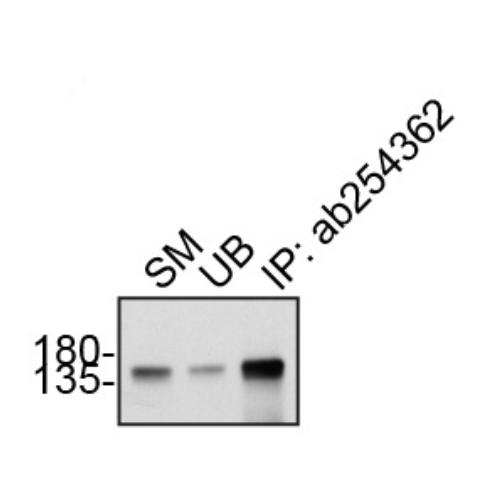 IP Image